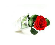 Rosen-Te-Amo – Konservierte echte rote Rose: Unvergängliche Blume mit Grußkarte zum Herunterladen; Infinity Rosen - Deko und Geschenk in neue verstärkte Verpackung