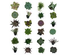 Pasiora Sukkulenten Mix im 6cm Topf, verschiedene kleine Pflanzen, Geschenkset (24 Stück)