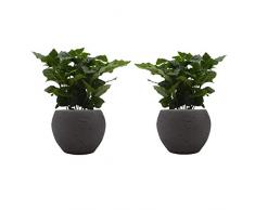 Kaffee-Pflanzen-Duo mit Keramik-Blumentopf Nature umber von Scheurich - 2 Pflanzen und 2 Dekotöpfe