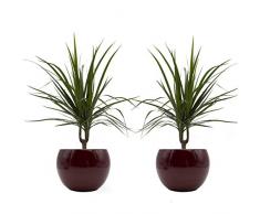 Drachenbaum marginata-Duo mit handgefertigtem Keramik-Blumentopf Cresto Rot, 2 Pflanzen und Deko-Töpfe