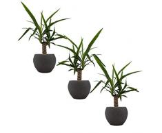 Yucca-Palmen-Trio mit Keramik-Blumentopf Nature umber - 3 Pflanzen und 3 Deko-Töpfe