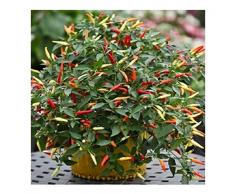 Premier Seeds Direct Chilli „Korb mir Feuer F1“ beinhaltet 10 Samen