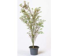 Pflanzmich Butterfly Fächerahorn 80-100cm im 5 Liter Container, Grün, Weiß, Rosa