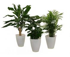 Dominik Blumen und Pflanzen, Carribean-Set, Dracena fragans, Kaffee-Pflanze mit Zimmerpalme und Dekotopf, weiß