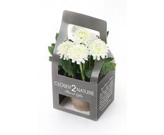 Closer 2 Nature Artificial Flower, Künstliche Mini Garten Chrysantheme in Geschenk Box, 18 cm, weiß