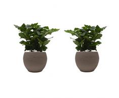 Kaffee-Pflanzen-Duo mit Kermaik-Blumentopf Nature taupe - 2 Pflanzen und 2 Dekotöpfe