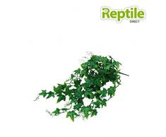 Lucky Reptile LP-62 Efeu