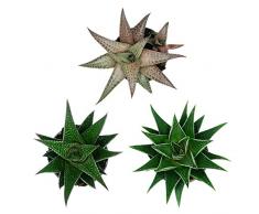 Pasiora Haworthia Mix im 6cm Topf, verschiedene kleine Pflanzen, Geschenkset für einen schattigen Standort, 3 Stück