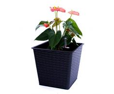 Blumenkübel Pflanzkübel Blumentopf Quadrat konisch Polyrattan LxBxH 26x26x24cm schwarz.