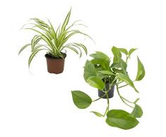 Dominik Blumen und Pflanzen, Rankpflanzen-Set, grünlilie und Efeutute