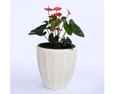 Pflanzkübel Blumenkübel Blumentopf rund konisch Polyrattan D30xH30cm creme weiÃŸ.