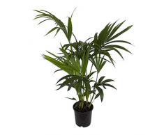 Dominik Blumen und Pflanzen, Zimmerpflanzen Kentia-Palme, Howea forsteriana, 1 Pflanze, 3 l Topf, ca.60-80 cm hoch