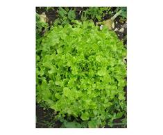 Premier Seeds Direct LET16 Grüne BlattsalatSamen „Salatschüssel“ (Packung mit 4000)