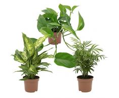 Dominik Blumen und Pflanzen, Zimmerpflanzen Tropic-Trio, Efeutute, Zimmerpalme und Dieffenbachia