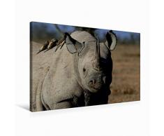 Premium Textil-Leinwand 75 x 50 cm Quer-Format Nashorn im Ol Pejeta Conservancy Kenia | Wandbild, HD-Bild auf Keilrahmen, Fertigbild auf hochwertigem Vlies, Leinwanddruck von Michael Herzog