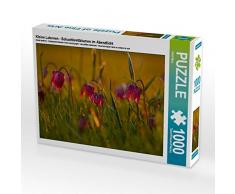 CALVENDO Puzzle Kleine Laternen - Schachbrettblumen im Abendlicht 1000 Teile Lege-Größe 64 x 48 cm Foto-Puzzle Bild von Pörli Won