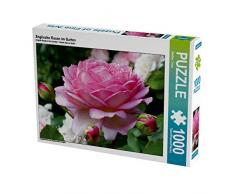 CALVENDO Puzzle Englische Rosen im Garten 1000 Teile Lege-Größe 64 x 48 cm Foto-Puzzle Bild von Martina Cross