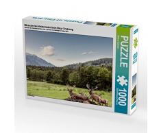 CALVENDO Puzzle Eine Herde Rotwild weiden in der schönen Natur in den Bergen von Hinterstoder 1000 Teile Lege-Größe 64 x 48 cm Foto-Puzzle Bild von Markus Schieder