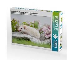 CALVENDO Puzzle Afrikanischer Weißbauchigel - Insekten schmecken lecker 1000 Teile Lege-Größe 64 x 48 cm Foto-Puzzle Bild von Andreas und Marina Zimmermann Fotografie GbR