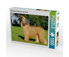 CALVENDO Puzzle Afghanischer Windhund in voller Pracht 1000 Teile Lege-Größe 64 x 48 cm Foto-Puzzle Bild von Starick Sigrid