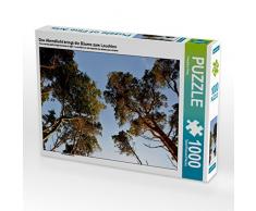 CALVENDO Puzzle Das Abendlicht bringt die Bäume zum Leuchten 1000 Teile Lege-Größe 64 x 48 cm Foto-Puzzle Bild von Friedrich Pries