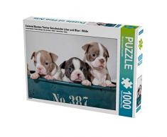 CALVENDO Puzzle Colored Boston Terrier Geschwister Lilac und Blue / White 1000 Teile Lege-Größe 64 x 48 cm Foto-Puzzle Bild von Nicola Kassat Fotografie