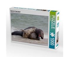 CALVENDO Puzzle Spielende Kegelrobben 1000 Teile Lege-Größe 64 x 48 cm Foto-Puzzle Bild von Katrin Streiparth