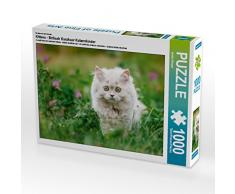 CALVENDO Puzzle Kittens - Britisch Kurzhaar Katzenkinder 1000 Teile Lege-Größe 64 x 48 cm Foto-Puzzle Bild von Janina Bürger