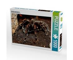 CALVENDO Puzzle Rotfußvogelspinne 1000 Teile Lege-Größe 64 x 48 cm Foto-Puzzle Bild von Elisabeth Stanzer