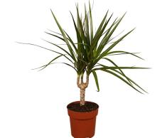 Dominik Blumen und Pflanzen, Ananas - Baum, Drachenbaum, Dracena marginata, 1 Pflanze, 15 - 17 cm Topf, ca. 50 cm hoch, Zimmerpflanzen, Kübelpflanzen