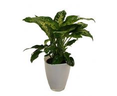 Dieffenbachia mit Dekotopf, weiß, Zimmerpflanzen