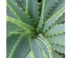 Dominik Blumen und Pflanzen, Echte Aloe Vera, 12cm Topf, ca. 20 - 30 cm hoch, 2 Pflanzen