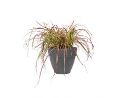 Elho Vibia Campana Rund 25 - Blumentopf - Anthrazit - Draußen - Ø 25 x H 21 cm