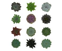 Pasiora Echeveria Mix im 6cm Topf, verschiedene kleine Pflanzen, Rosetten Geschenkset (12 Stück)