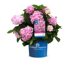 Endless Summer The Original Hortensie , der Klassiker in leuchtendem Rosa , winterhart , mehrjährig , Pflanze für Garten, Terrasse, Balkon oder Kübel