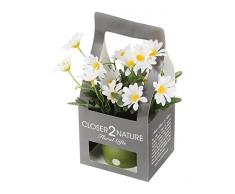 Closer 2 Nature Artificial Flower, Künstliche Mini Garten Strauchmargerite in Geschenk Box, 18 cm, weiß