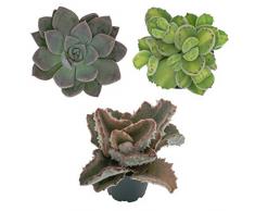 Pasiora Sukkulenten Mix im 6cm Topf, verschiedene kleine Pflanzen, Geschenkset (3 Stück)