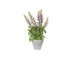 Elho Vibia Campana Rund 25 - Blumentopf - Living Concrete - Draußen - Ø 25 x H 21 cm