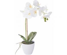 Kunstblume Orchidee in weiß von bonprix